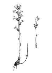 Orobanche purpurea botanical sketch - obrazy, fototapety, plakaty