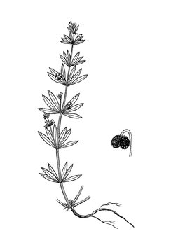 galium tricornutum bptanical illustration