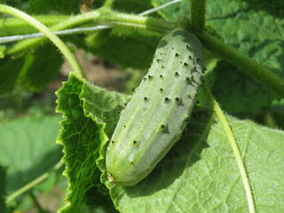 Cucumber ripening on the branch in summer. The growth of cucumbers