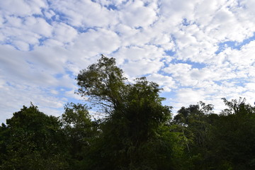 Floresta tropical e céu com nuvem