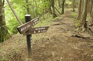 丹沢の道 境沢林道出合