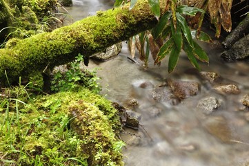 笠取山 源流の沢