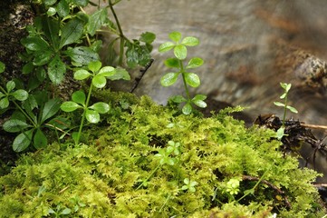 水源の緑