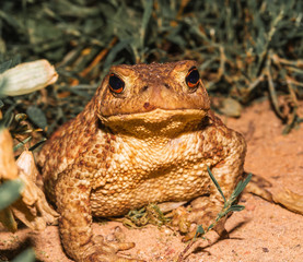 frog, Braslav lakes