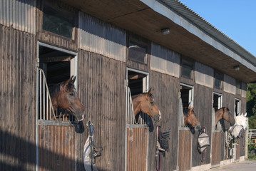 group of purebred beautiful horses stands in a stable in a stable.