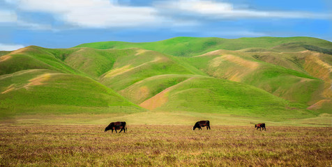 Fototapeta na wymiar California prairies, green meadows, rolling hills and blue skies with billowing clouds.