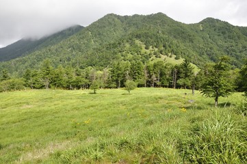 Fototapeta na wymiar 夏の笠取山の高原