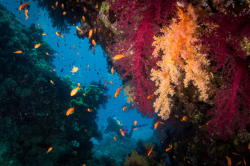 Red Sea colorful coral reefs and diver