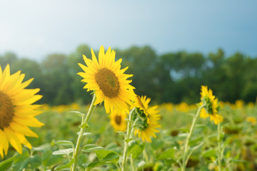 Sunflower field with cloudy blue sky