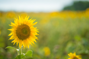 Sunflower natural background, Sunflower blooming, Sunflower oil improves skin health and promote cell regeneration