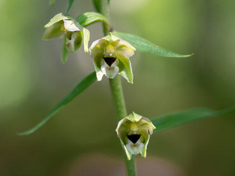 Epipactis helleborine, the broad-leaved helleborine, a terrestrial species of wild orchid. Closeup detail.