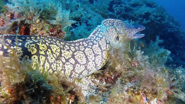 Marine wild life - Big moray eel in a reef - Scuba diving in the Mediterranean Sea 