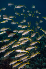 A yellow school of fish swimming in the blue waters of red sea
