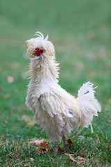 Ornamental hen in the countryside 
