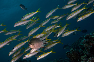 Fototapeta premium A yellow school of fish swimming in the blue waters of red sea