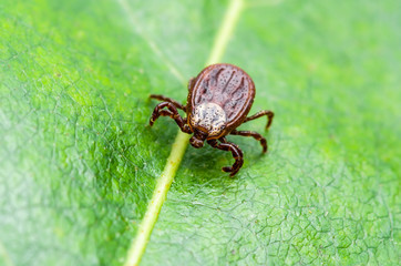 Encephalitis Virus or Lyme Disease or Monkey Fever Infected Tick Arachnid Insect on Green Leaf Macro