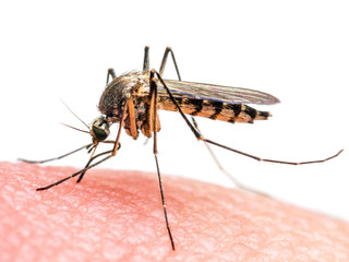 Yellow Fever, Malaria or Zika Virus Infected Mosquito Insect Bite Isolated on White Background