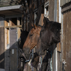 Fototapeta premium group of purebred beautiful horses stands in a stable in a stable.