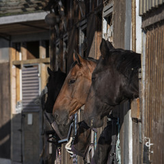 group of purebred beautiful horses stands in a stable in a stable.