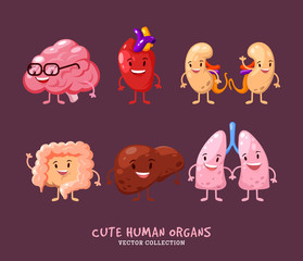 Set of human internal organs illustrations. Funny human body organs.