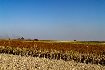 Sorgo