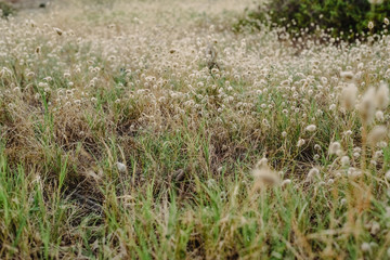 Dry autumn grass at sunset with faded colors
