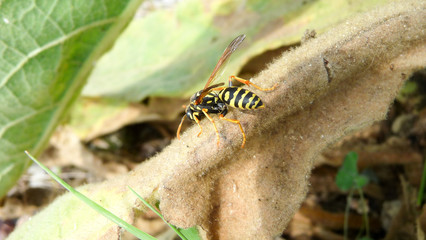 the wasp sits on a dry sheet