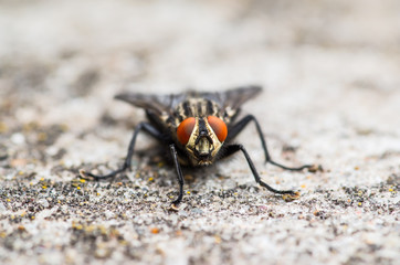 Diptera Meat Fly Insect On Rock Wall