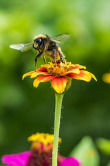 Zinie und Hummel