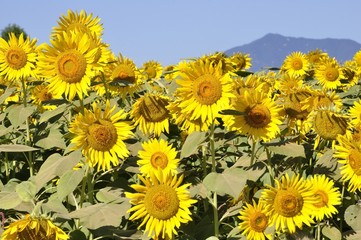 Fototapeta premium ひまわりの花畑