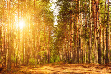 Summer green forest with path and sun shining, natural outdoor seasonal background.