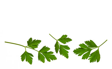 fresh Italian parsley leaves isolated on white background with copy space