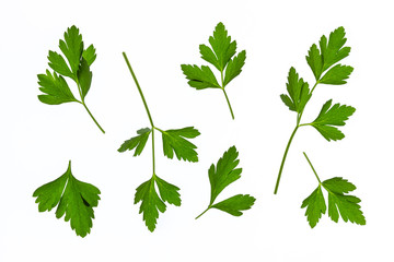 flat-leaved parsley leaves on white background
