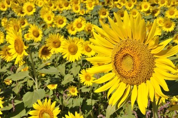 Naklejka premium ひまわり