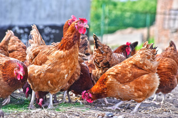 Chickens on traditional free range poultry farm