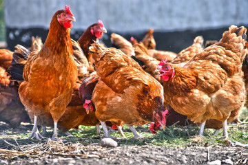 Chickens on traditional free range poultry farm