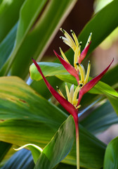 Tropical Flower from Hawaii