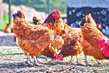 Chickens on traditional free range poultry farm
