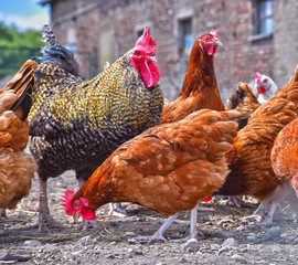 Chickens on traditional free range poultry farm