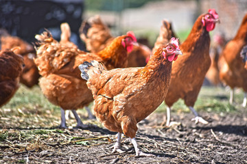 Chickens on traditional free range poultry farm