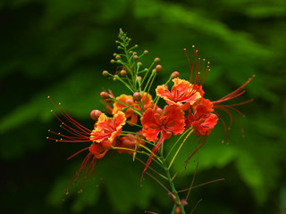 Tropical Flower from Hawaii