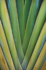 Tropical Tree from Hawaii