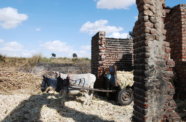 Obraz premium A pair of white donkeys harnessing. Delivery of sugar cane from the field to the factory