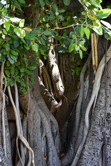 Banyan Tree from Hawaii