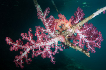 Fototapeta na wymiar Soft Corals on Submerged Branches in Raja Ampat