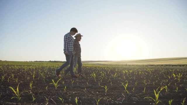 Father and son walking on the corn field, deciding the issues with tablet