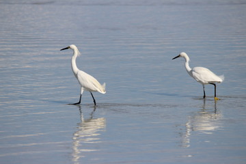 Egrets