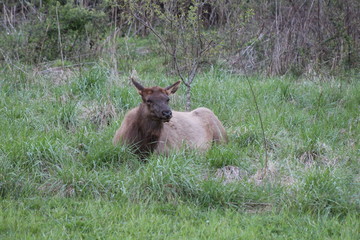 Elk
