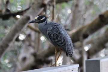 Yellow crowned night heron