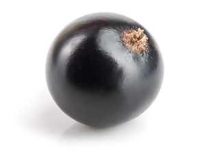 One black currant isolated on white background